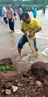 Chú Cá Chép Thiên Nhiên Khổng Lồ