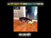 Thánh Lồng Tiếng | Lu Vét Sạch Túi Mua ViVo V15 Cho Ba