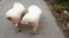 Lợn đi catwalk sành điệu
