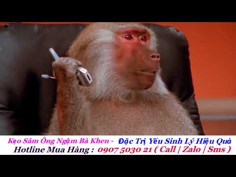 Thánh Lồng Tiếng | Cuộc Nói Chuyện Bá Đạo Của Vợ Chồng Khỉ