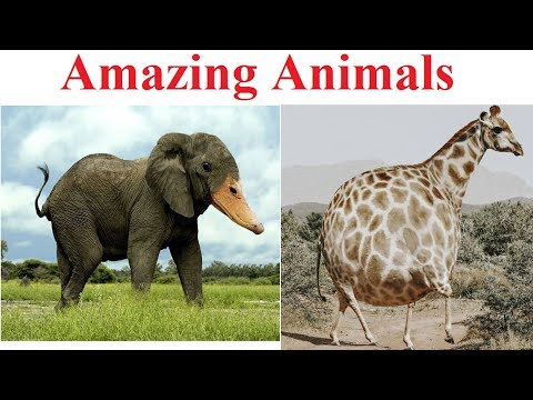 Ảnh chế động vật - Amazing Animals - Photoshop Animal