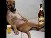 Thánh Lồng Tiếng | Khi Chó Uống Bia