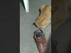 Mèo Hành hạ chuột hửi mùi giày
