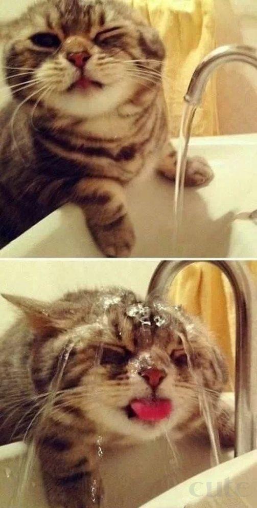 Khi mèo uống nước