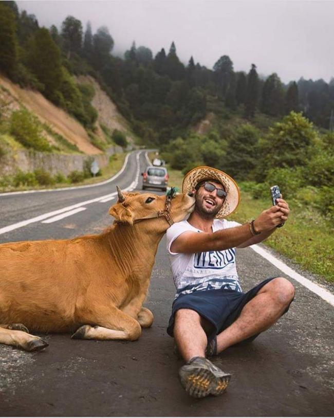 2 con bò chụp ảnh trên quốc lộ