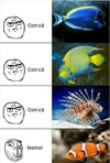 Nemo của tui