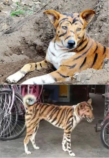 Cần bán lại em hổ Ấn Độ mới 1 tuổi rưỡi. Biết cả tiếng chó và có thể bắt chuột